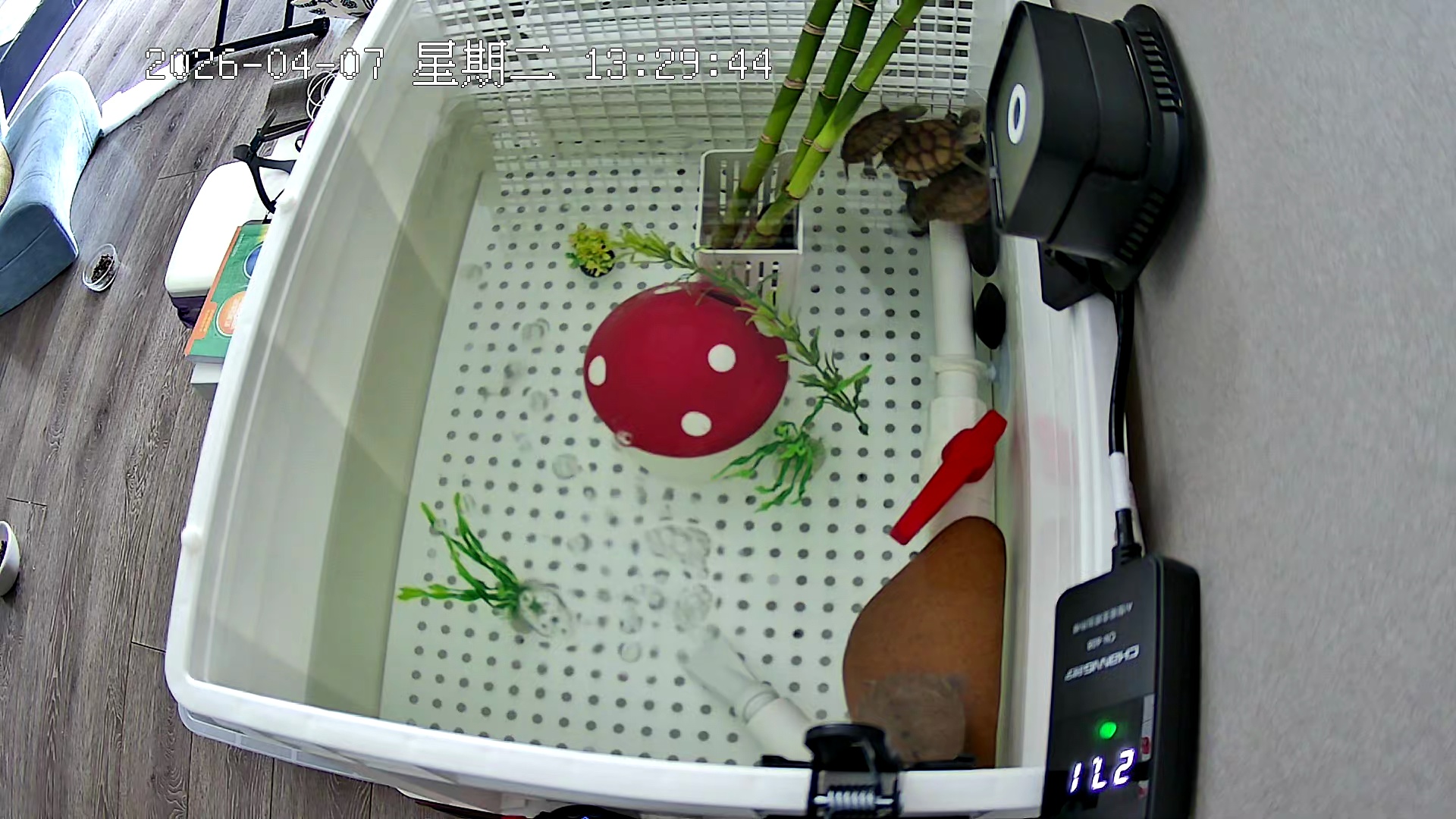 龟缸俯视摄像头画面